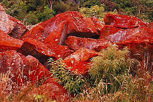 红色,苔藓,遮盖,石头,西区国家公园,新西兰