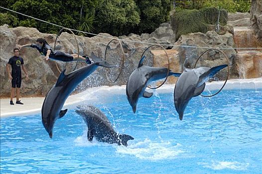 海豚,展示,公园,波多黎各,特内里费岛,加纳利群岛,西班牙