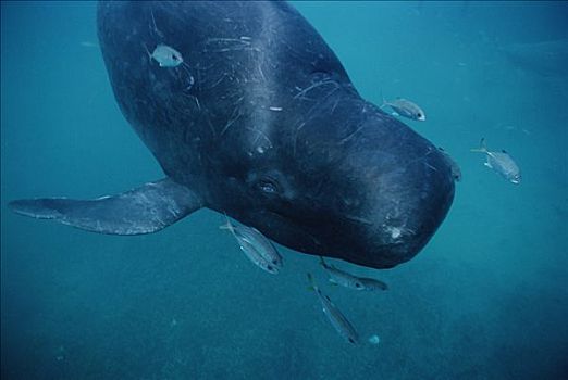大吻巨头鲸,短肢领航鲸,球根,额头,海洋,全球