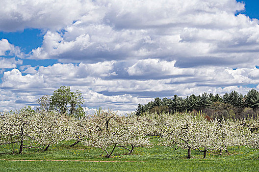 美国,新英格兰,马萨诸塞,苹果树,开花,春天