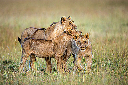 肯尼亚,马赛马拉,雌狮,两个,玩耍,幼兽,马赛马拉国家保护区