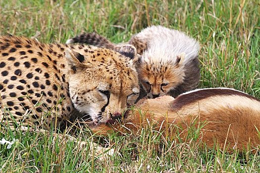 印度豹,吃,捕食,马赛马拉,肯尼亚,东非