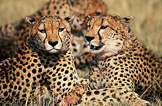 印度豹,猎豹,群,卧,吃,瞪羚,马赛马拉,公园,肯尼亚