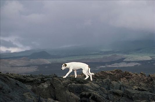 野生,狗,走,上方,熔岩原,人口,世纪,伊莎贝拉岛,加拉帕戈斯群岛,厄瓜多尔