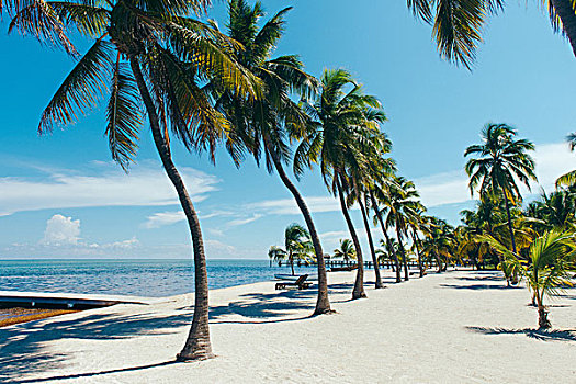 海滩,棕榈树,佛罗里达礁岛群,佛罗里达,美国