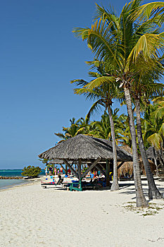 加勒比,英属维京群岛,维京果岛,草,棕榈屋,游艇俱乐部,声音,大幅,尺寸