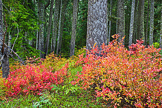 秋色,胡德山国家森林,俄勒冈,美国
