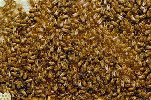 蜜蜂,意大利蜂,工人,蜂窝状,安那波利斯谷地,新斯科舍省,加拿大