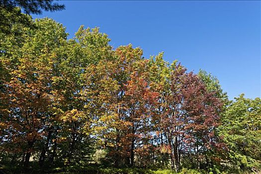 秋天,树,湾,魁北克,加拿大