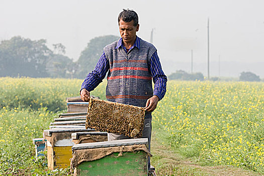 一个,男人,展示,蜂蜜,篮子,移动,采蜜,农作物,芥末,地点,孟加拉,一月,2009年