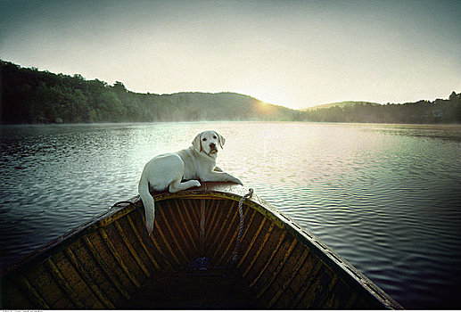 狗,坐,船,魁北克,加拿大