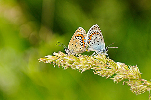两个,普通,蓝色,蓝灰蝶,草叶