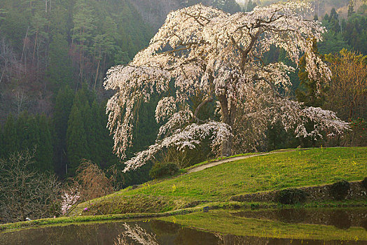 哭,樱桃树,广岛,日本