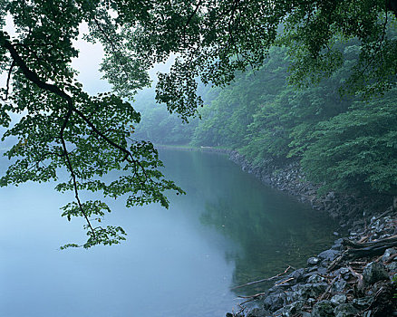 湖,早晨,薄雾