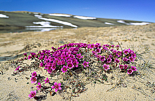 紫色,虎耳草属植物,北方,花,岛屿,加拿大西北地区