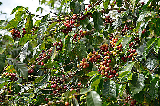 咖啡树,阿拉胡埃拉,省,哥斯达黎加,北美