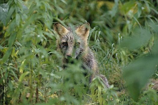 红狐,狐属,保护色,草丛,加拿大