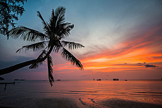 棕榈树,日落,海洋,南海,海湾,泰国,龟岛,亚洲