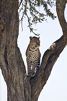 肯尼亚,纳罗克地区,马赛马拉,豹,环境,马赛马拉国家保护区