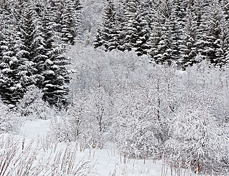 积雪,木头,罗弗敦群岛,挪威