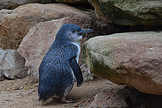澳洲神仙小企鹅