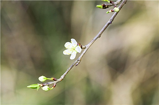 花,桃色