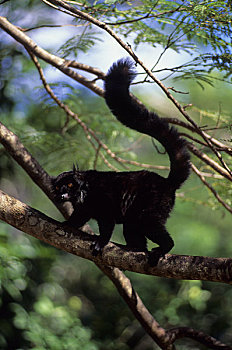 马达加斯加,诺西空巴,黑狐猴,雄性