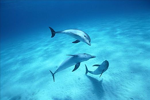 大西洋点斑原海豚,花斑原海豚,三个,玩,支配,加勒比海