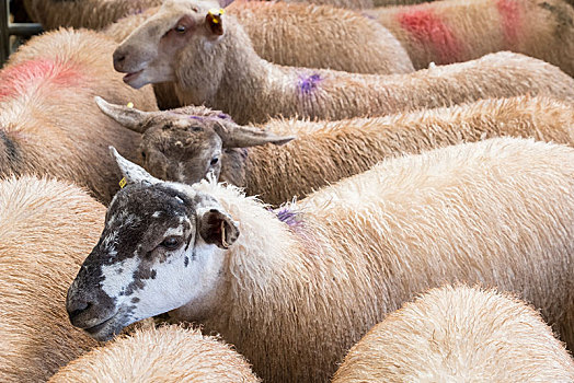 绵羊,畜栏,牲畜,市场