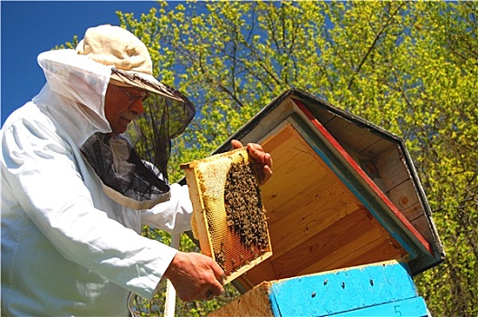 老人,养蜂人,工作,蜂场