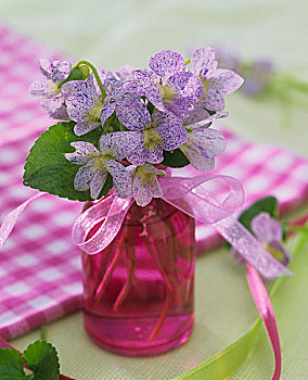斑点,紫罗兰,花瓶