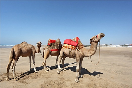 骆驼,海滩,摩洛哥