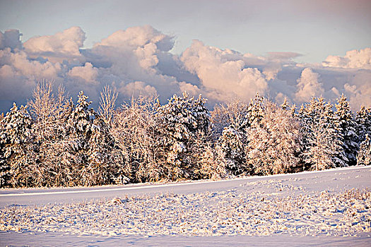 积雪,云杉,爱德华王子岛,加拿大