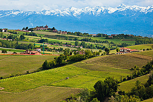 巴罗洛葡萄酒,库内奥,省,意大利