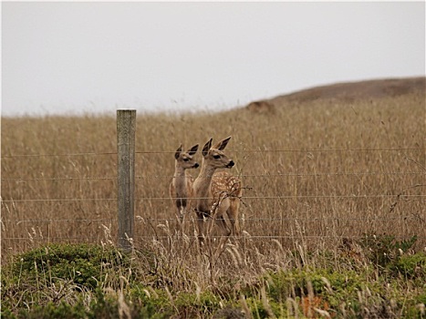 两个,幼兽,鹿,靠近,刺铁丝网