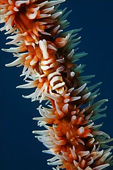 珊瑚虾,盘绕,珊瑚虫,冈加,岛屿,螃蟹船,北苏拉威西省,印度尼西亚,摩鹿加群岛,海洋,太平洋,亚洲