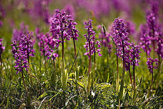早,紫色,兰花,大量,花,老,石灰石,草地,岛屿,瑞典,欧洲