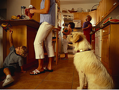 狗,看,女人,准备,肉排,厨房