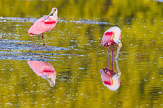 粉红琵鹭,倒影,国家野生动植物保护区,萨尼伯尔岛,佛罗里达,美国,北美