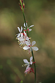 山桃草