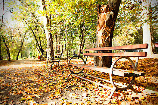 木制长椅,秋天,公园