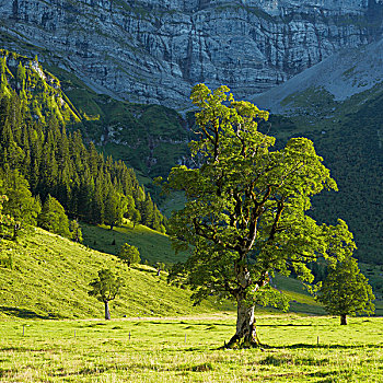 枫树,山地牧场,老,靠近,奥地利,欧洲
