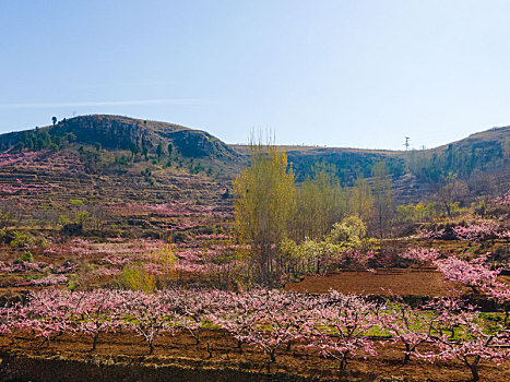 沂蒙山区百万亩桃花盛开