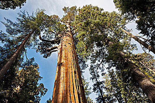 巨杉,红杉国家公园,加利福尼亚,美国