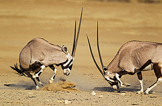 南非大羚羊,羚羊,争斗,雌性,卡拉哈里沙漠,卡拉哈迪大羚羊国家公园,南非,非洲