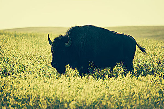 美洲野牛,站立,地点,芥末籽,西奥多罗斯福国家公园,北达科他