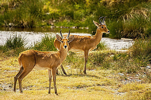 两个,羚羊,恩戈罗恩戈罗国家公园,坦桑尼亚