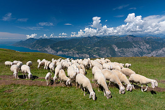 绵羊,牧群,牧羊人,放牧,高原,蒙特卡罗,马尔切斯内,伦巴第,意大利