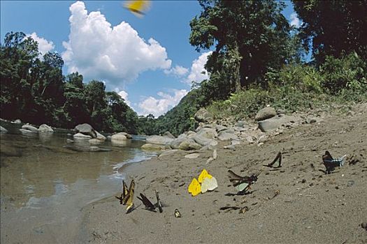 蝴蝶,河边,寻找,矿物质,河,亚马逊盆地,秘鲁