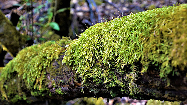 森林苔藓